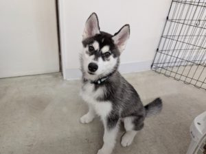 山梨県甲府市の犬の保育園もふ＆ふる　犬のしつけ　ドッグトレーニング