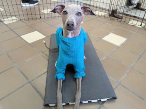 山梨県甲府市の犬の保育園もふ＆ふる　犬のしつけ　ドッグトレーニング