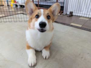 山梨県甲府市の犬の保育園もふ＆ふる　犬のしつけ　ドッグトレーニング