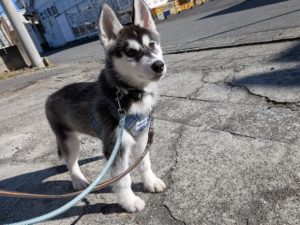 山梨県甲府市の犬の保育園もふ＆ふる　犬のしつけ　ドッグトレーニング