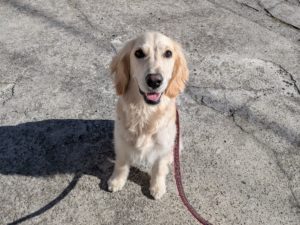 山梨県甲府市の犬の保育園もふ＆ふる　犬のしつけ　ドッグトレーニング