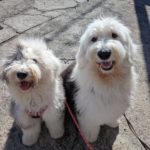 山梨県甲府市の犬の保育園もふ＆ふる　犬のしつけ　ドッグトレーニング