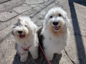 山梨県甲府市の犬の保育園もふ＆ふる　犬のしつけ　ドッグトレーニング