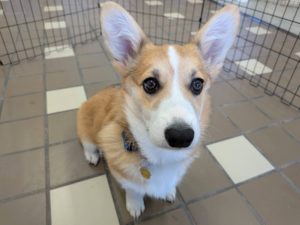 山梨県甲府市の犬の保育園もふ＆ふる　犬のしつけ　ドッグトレーニング