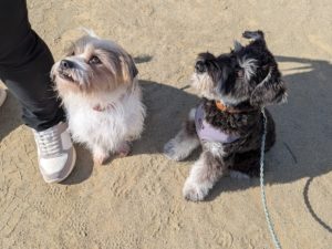 山梨県甲府市の犬の保育園もふ＆ふる　犬のしつけ　ドッグトレーニング
