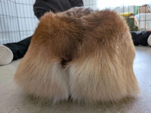 山梨県甲府市の犬の保育園もふ＆ふる　犬のしつけ　ドッグトレーニング