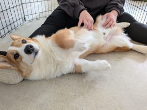 山梨県甲府市の犬の保育園もふ＆ふる　犬のしつけ　ドッグトレーニング
