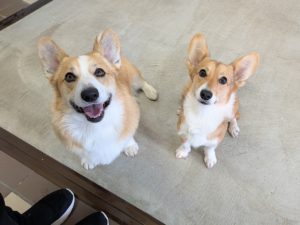 山梨県甲府市の犬の保育園もふ＆ふる　犬のしつけ　ドッグトレーニング