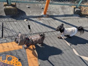 山梨県甲府市の犬の保育園もふ＆ふる　犬のしつけ　ドッグトレーニング