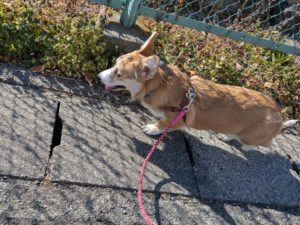 山梨県甲府市の犬の保育園もふ＆ふる　犬のしつけ　ドッグトレーニング