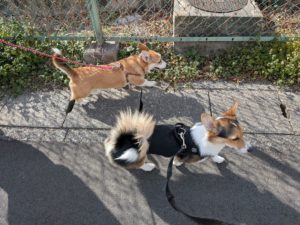 山梨県甲府市の犬の保育園もふ＆ふる　犬のしつけ　ドッグトレーニング