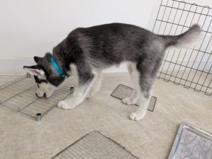 山梨県甲府市の犬の保育園もふ＆ふる　犬のしつけ　ドッグトレーニング