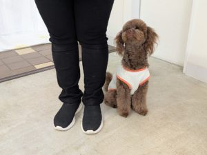 山梨県甲府市の犬の保育園もふ＆ふる　犬のしつけ　ドッグトレーニング