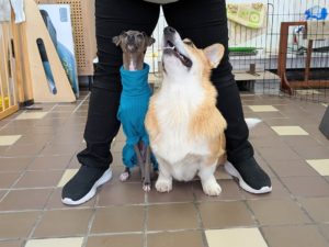 山梨県甲府市の犬の保育園もふ＆ふる　犬のしつけ　ドッグトレーニング