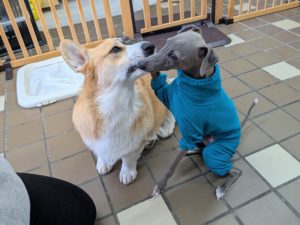 山梨県甲府市の犬の保育園もふ&ふる 犬のしつけ ドッグトレーニング