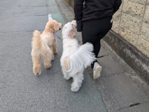 山梨県甲府市の犬の保育園もふ＆ふる　犬のしつけ　ドッグトレーニング