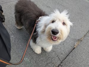 山梨県甲府市の犬の保育園もふ＆ふる　犬のしつけ　ドッグトレーニング