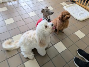 山梨県甲府市の犬の保育園もふ＆ふる　犬のしつけ　ドッグトレーニング