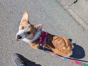 山梨県甲府市の犬の保育園もふ＆ふる　犬のしつけ　ドッグトレーニング