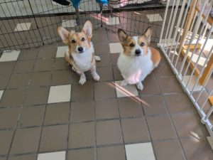 山梨県甲府市の犬の保育園もふ＆ふる　犬のしつけ　ドッグトレーニング