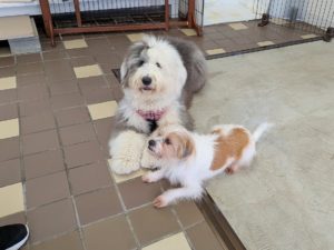 山梨県甲府市の犬の保育園もふ＆ふる　犬のしつけ　ドッグトレーニング