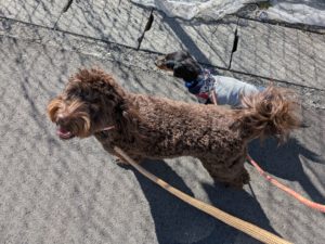 山梨県甲府市の犬の保育園もふ＆ふる　犬のしつけ　ドッグトレーニング