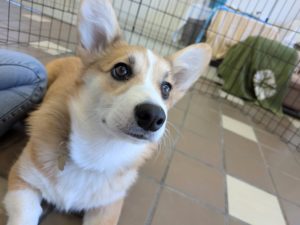 山梨県甲府市の犬の保育園もふ＆ふる　犬のしつけ　ドッグトレーニング