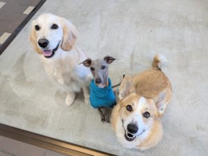 山梨県甲府市の犬の保育園もふ＆ふる　犬のしつけ　ドッグトレーニング