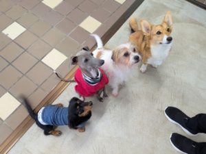 山梨県甲府市の犬の保育園もふ＆ふる　犬のしつけ　ドッグトレーニング