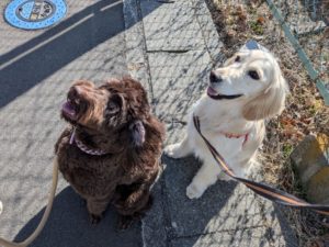 山梨県甲府市の犬の保育園もふ＆ふる　犬のしつけ　ドッグトレーニング