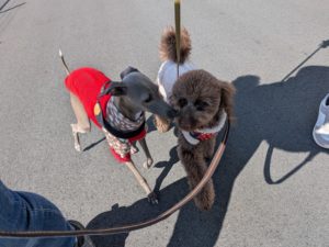 山梨県甲府市の犬の保育園もふ＆ふる　犬のしつけ　ドッグトレーニング