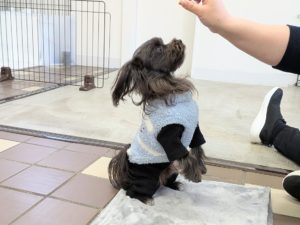 山梨県甲府市の犬の保育園もふ＆ふる　犬のしつけ　ドッグトレーニング