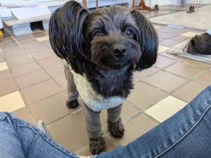 山梨県甲府市の犬の保育園もふ＆ふる　犬のしつけ　ドッグトレーニング