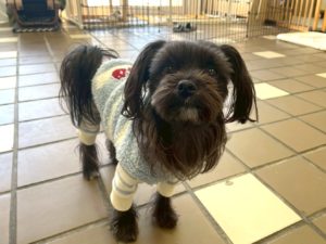 山梨県甲府市の犬の保育園もふ＆ふる　犬のしつけ　ドッグトレーニング