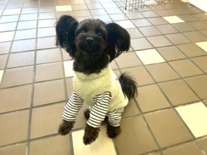 山梨県甲府市の犬の保育園もふ＆ふる　犬のしつけ　ドッグトレーニング