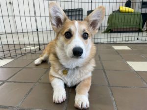 山梨県甲府市の犬の保育園もふ＆ふる　犬のしつけ　ドッグトレーニング