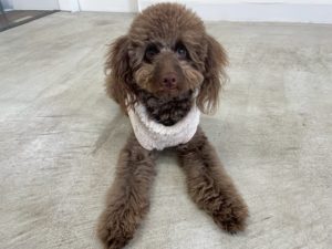 山梨県甲府市の犬の保育園もふ＆ふる　犬のしつけ　ドッグトレーニング