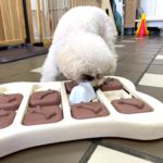 山梨県甲府市の犬の保育園もふ＆ふる　犬のしつけ　ドッグトレーニング