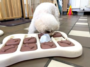 山梨県甲府市の犬の保育園もふ＆ふる　犬のしつけ　ドッグトレーニング