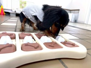 山梨県甲府市の犬の保育園もふ＆ふる　犬のしつけ　ドッグトレーニング