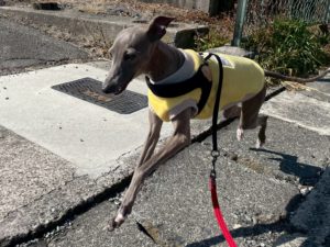 山梨県甲府市の犬の保育園もふ＆ふる　犬のしつけ　ドッグトレーニング