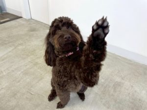 山梨県甲府市の犬の保育園もふ＆ふる　犬のしつけ　ドッグトレーニング