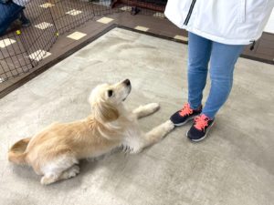 山梨県甲府市の犬の保育園もふ&ふる 犬のしつけ ドッグトレーニング