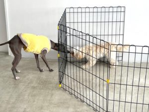 山梨県甲府市の犬の保育園もふ&ふる 犬のしつけ ドッグトレーニング