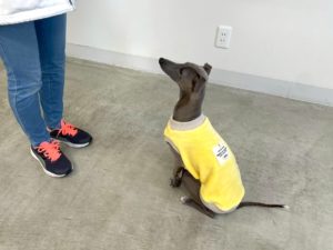 山梨県甲府市の犬の保育園もふ&ふる 犬のしつけ ドッグトレーニング