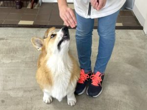 山梨県甲府市の犬の保育園もふ&ふる 犬のしつけ ドッグトレーニング