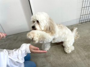 山梨県甲府市の犬の保育園もふ&ふる 犬のしつけ ドッグトレーニング