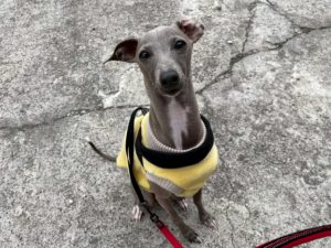 山梨県甲府市の犬の保育園もふ&ふる 犬のしつけ ドッグトレーニング