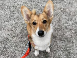 山梨県甲府市の犬の保育園もふ&ふる 犬のしつけ ドッグトレーニング