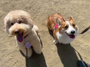 山梨県甲府市の犬の保育園もふ&ふる 犬のしつけ ドッグトレーニング